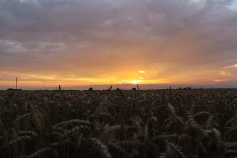 Sunset over a wheat field with cloudy sky and distant power lines Stock Photos