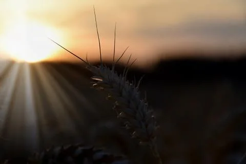Sunset over wheat field, focus on one cob. Backlight sunlight. Stock Photos