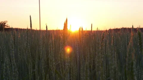 Sunset Over Wheat Field Vídeos de archivo 66538876