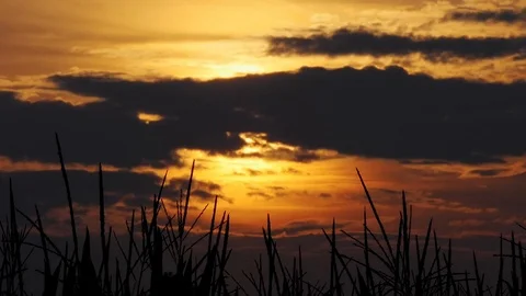 Sunset over wheat field 動画素材 116502642