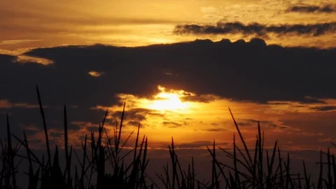 Sunset over wheat field Video stock 116502668