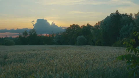 Sunset Over Wheat Field 스톡 동영상 132266507