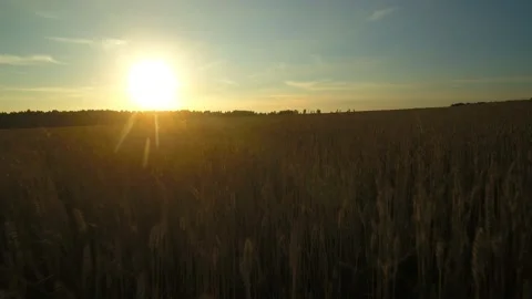 Sunset over a wheat field Stock Footage 141889512