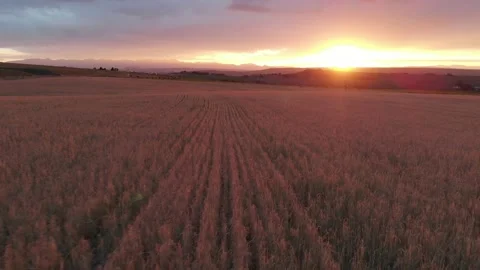 Sunset over wheat field Stock-Footage 166394820