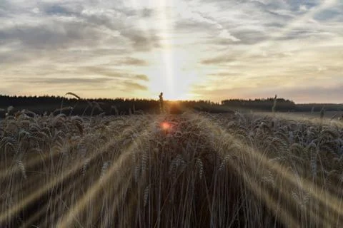 The sunset over the wheat field, long backlight sunlight. Stock Photos