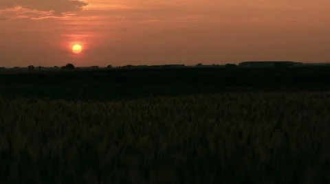Sunset over wheat field pan left Stock Footage 50955556