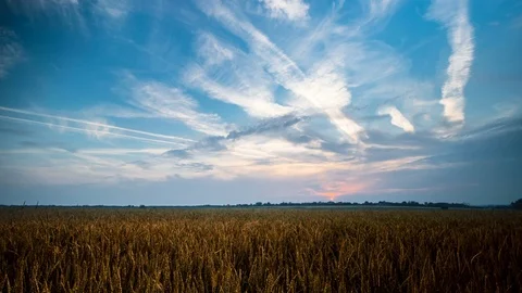 Sunset over wheat field, panning timelapse Stock Footage 77089887