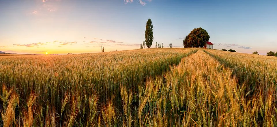 Sunset over wheat field with path and chapel in Slovakia - panorama Stock Photos