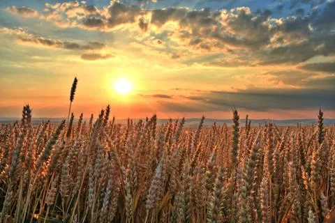 Sunset over wheat field Stock Photos