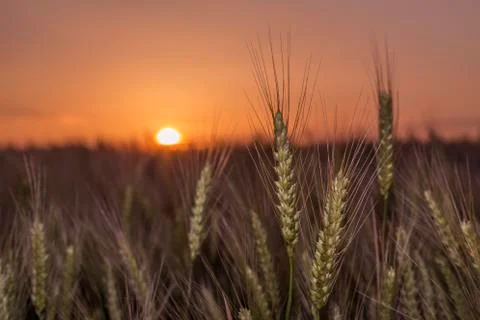 Sunset over the wheat of field 写真素材