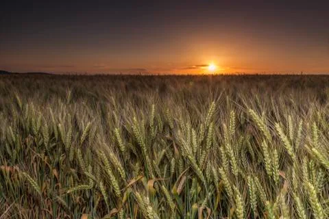 Sunset over the wheat of field Stock-Fotos