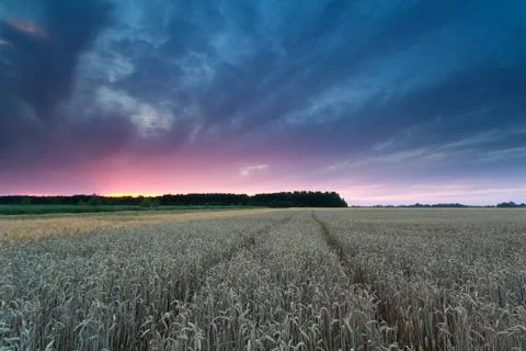 Sunset over wheat field Stock Photos