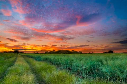 Sunset over a wheat field Stock Photos