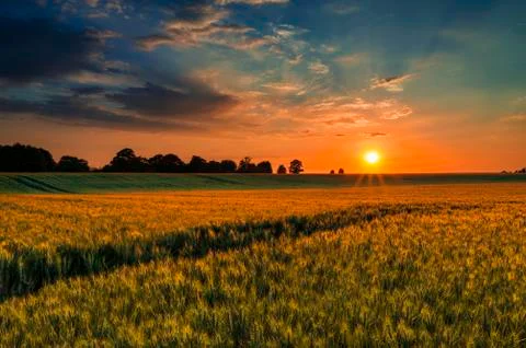 Sunset over a wheat field Stock Photos
