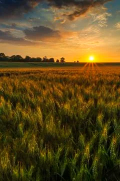 Sunset over a wheat field Stock Photos