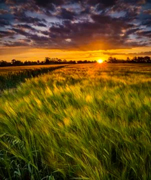 Sunset over a wheat field Stock Photos