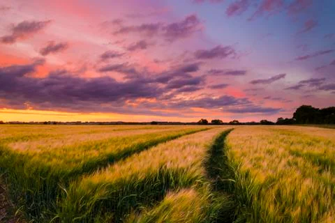 Sunset over a wheat field Stock Photos