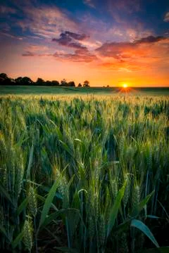 Sunset over a wheat field Stock Photos