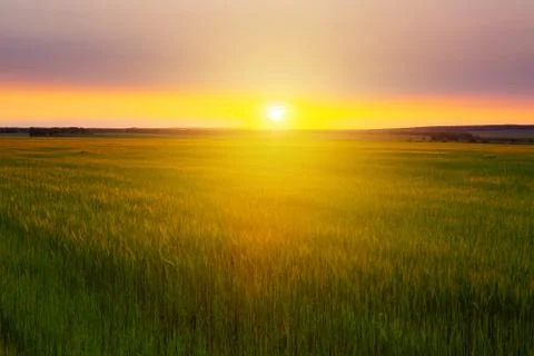 Sunset over wheat field. Foto stock