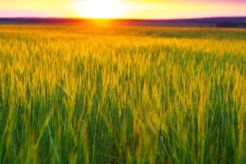 Sunset over wheat field. Stock Photos