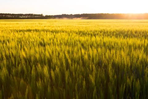 Sunset over wheat field. Stock Photos
