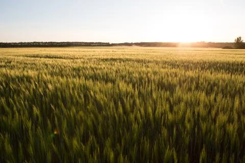 Sunset over wheat field. Foto stock