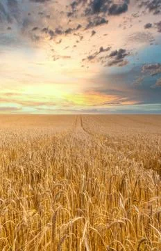 Sunset over a Wheat field Stock Photos
