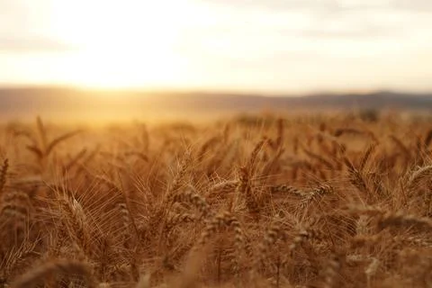Sunset Over the Wheat Field Photos