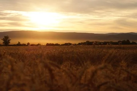 Sunset Over the Wheat Field Photos