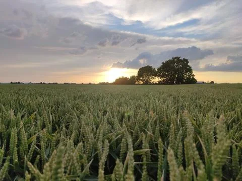 Sunset over a Wheat Field Stock Photos