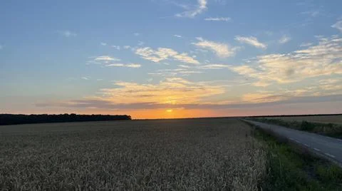 Sunset over a wheat field Stock Photos