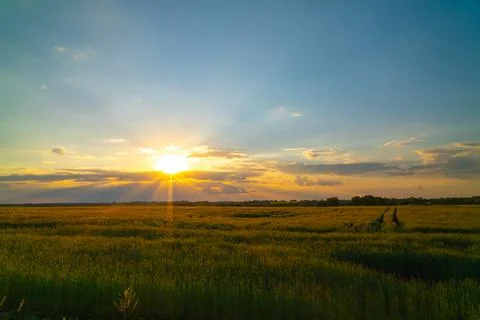 Sunset over a wheat field Stock Photos