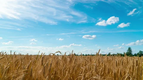 Sunset over wheat field timelapse. Vespers sky Video stock 134955963