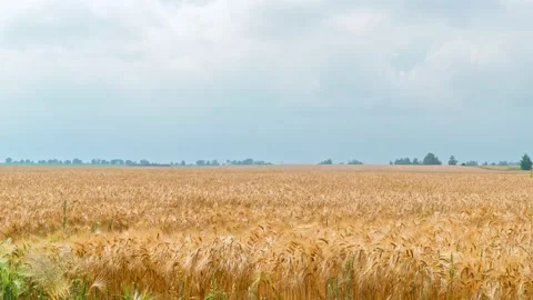 Sunset over wheat field timelapse. Vespers sky. camera zoom Stock Footage 135065988