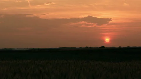 Sunset over wheat field zoom out Stock Footage 50957180