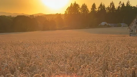 Sunset over wheat fields Stock Footage 205532998