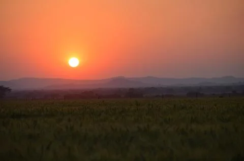 Sunset over Wheat Stock Photos
