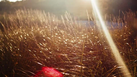 Sunset Over Wild Coastal Grass On Nova Scotia Beach Canada Stock Footage 319951962