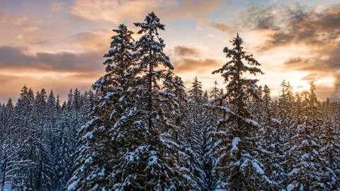 Sunset over a winter forest Stock Photos