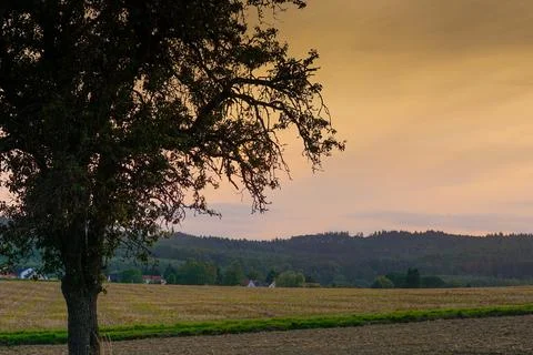 Sunset over yellow field Stock Photos