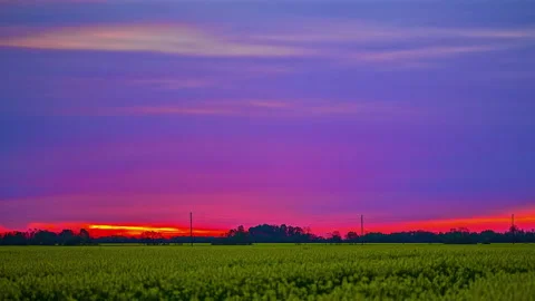Sunset over a yellow flower field. The scene is tranquil and captivating, Stock Footage 234874414