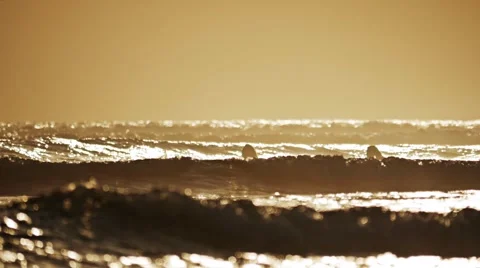 Sunset Paddle Surfing slow motion Stock Footage 58250456