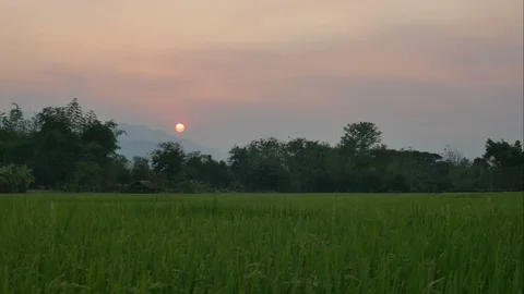 Sunset in the paddy field Stock Footage 88872603