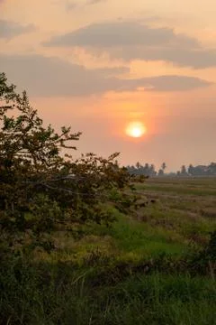 Sunset at Paddy Field Stock Photos