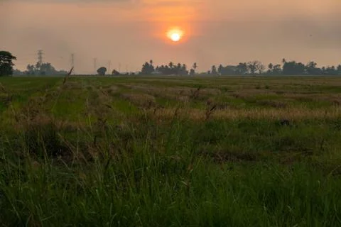 Sunset at Paddy Field Stock Photos