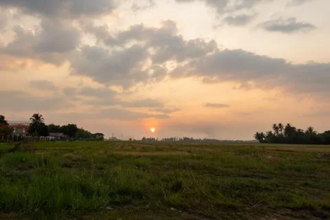 Sunset at Paddy Field Stock Photos