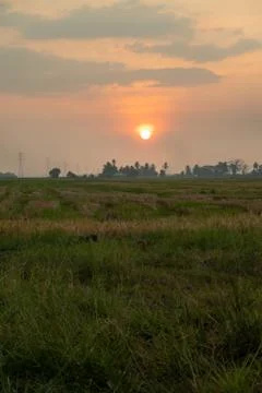Sunset at Paddy Field Stock Photos