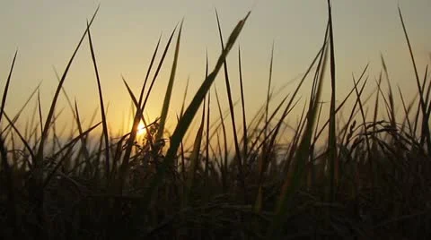 Sunset at the paddy fields Video stock 19618211
