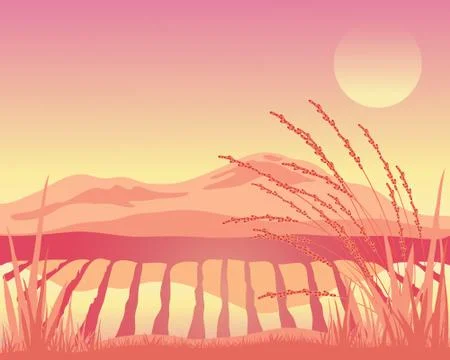 Sunset paddy fields Stock Illustration