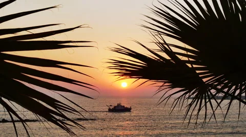 Sunset palm bot Stock Footage 55408984